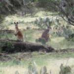 Kangaroo Agua Nada Ranch Hunting Ranch Rocksprings Texas