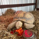 Tortoise feeding Agua Nada Ranch Hunting Ranch Rocksprings Texas